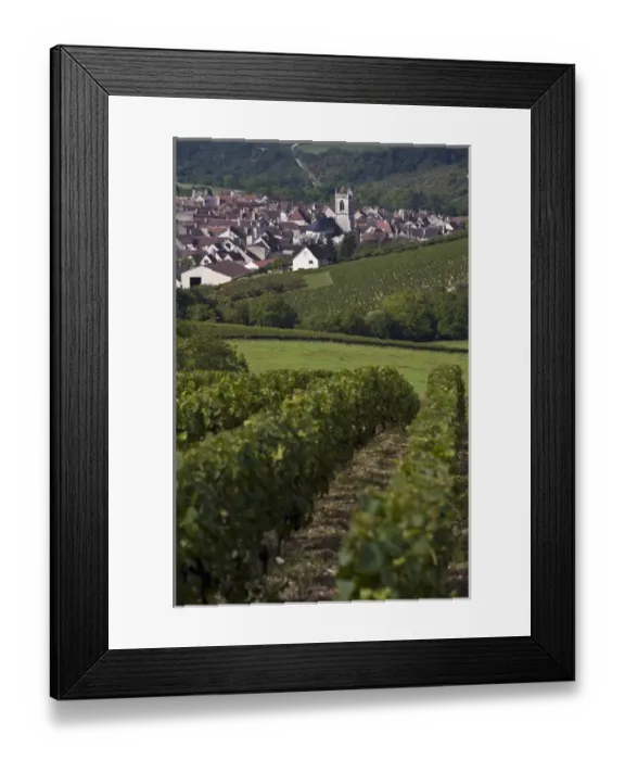 Framed Print : Vineyards, Irancy, Yonne, Burgundy, France Framed Print : Vineyards, Irancy, Yonne, Burgundy, France