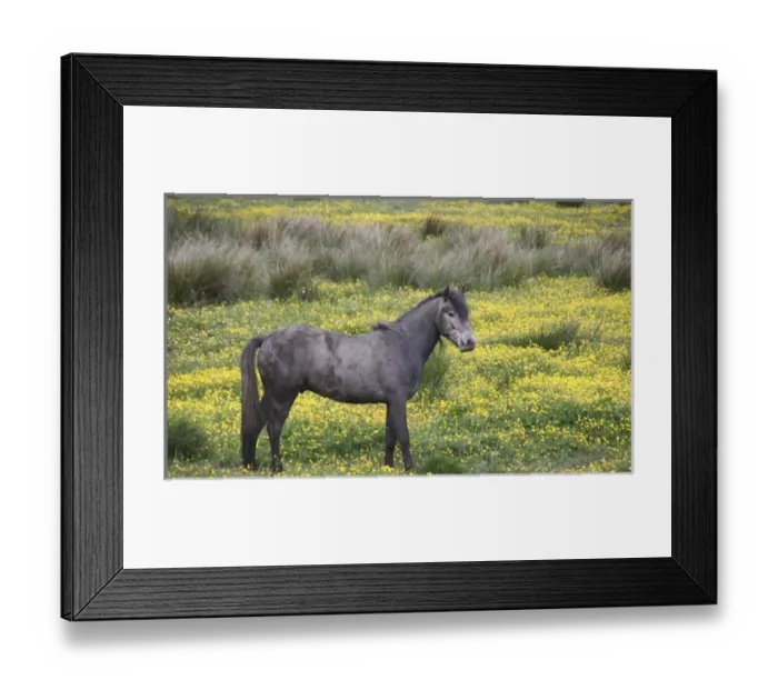 Framed Print : In Western Ireland, a farm horse in a bright field of yellow wildflowers in the Irish