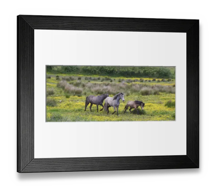 Framed Print : In Western Ireland, three horses run in a bright field of yellow wildflowers in