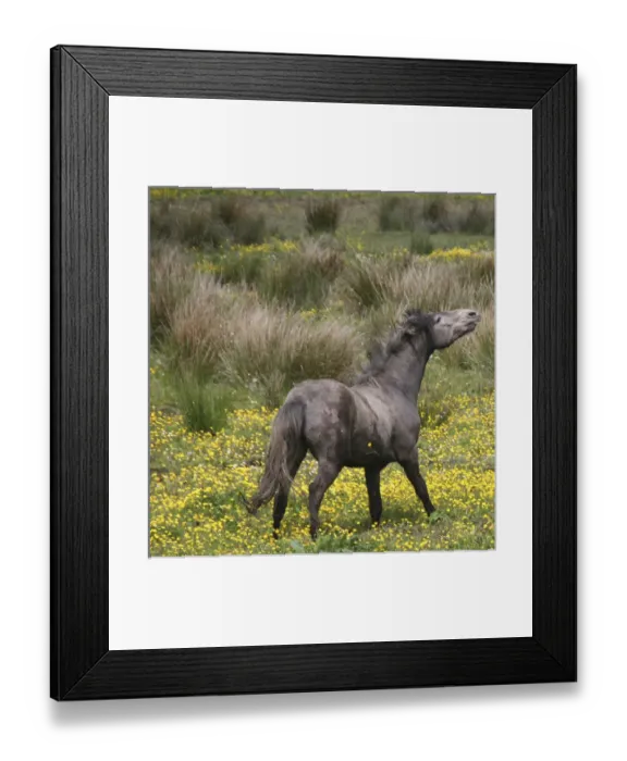 Framed Print : A horse, shaking his mane, in a field of yellow wildflowers in the Irish counrtyside Framed Print : A horse, shaking his mane, in a field of yellow wildflowers in the Irish counrtyside
