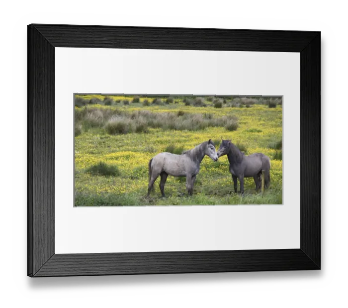 Framed Print : In Western Ireland, two horses nuzzle in a bright field of yellow wildflowers in Framed Print : In Western Ireland, two horses nuzzle in a bright field of yellow wildflowers in