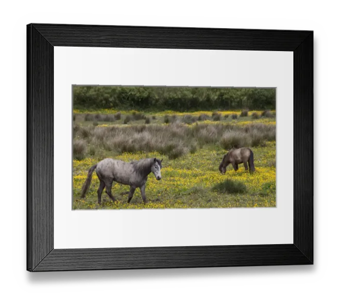 Framed Print : Two horses in a field of yellow wildflowers in the Irish counrtyside No People