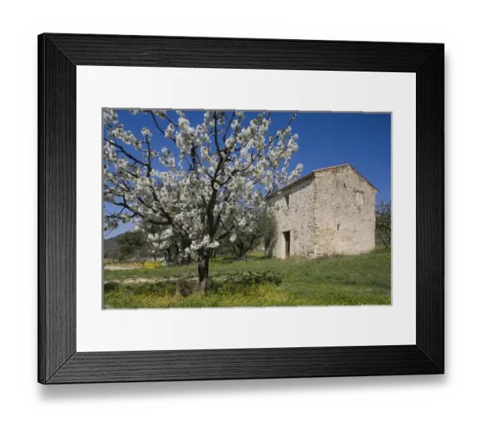 Framed Print : Spring time in Provence, Vaucluse, France Framed Print : Spring time in Provence, Vaucluse, France