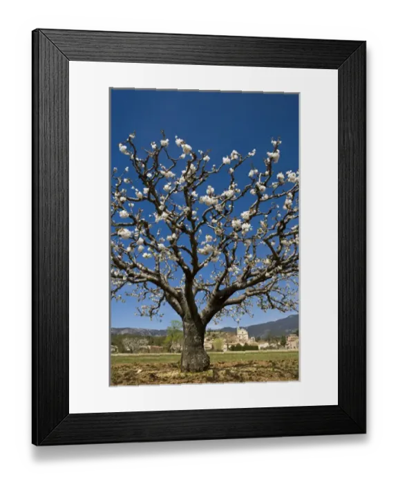 Framed Print : Cherry blossoms, Bedoin, Vaucluse, Provence, France Framed Print : Cherry blossoms, Bedoin, Vaucluse, Provence, France