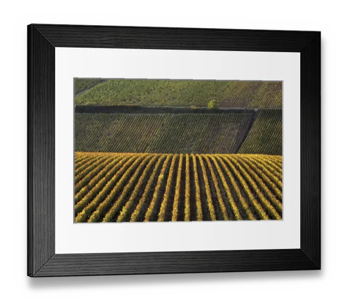 Framed Print : Europe, France, Burgundy, Yonne. Vinyards of Chablis in autumn Framed Print : Europe, France, Burgundy, Yonne. Vinyards of Chablis in autumn