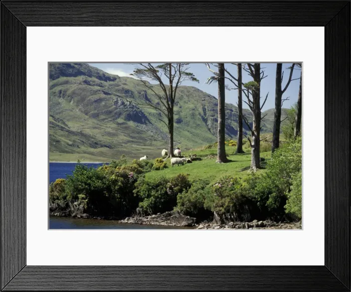 Framed Print : Europe, Ireland, County Mayo, Dho Lough. Sheep grazing