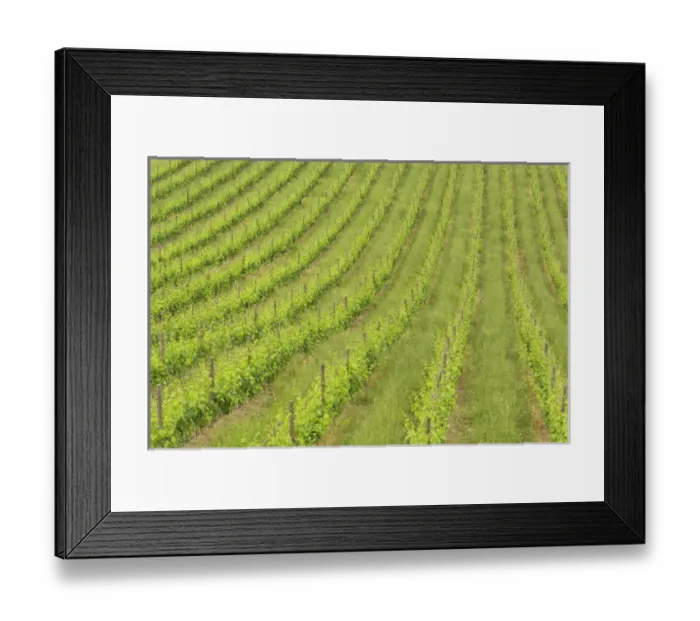 Framed Print : Orderly rows of grape vines viewed from world renowned winery, Castle Banfi in Framed Print : Orderly rows of grape vines viewed from world renowned winery, Castle Banfi in