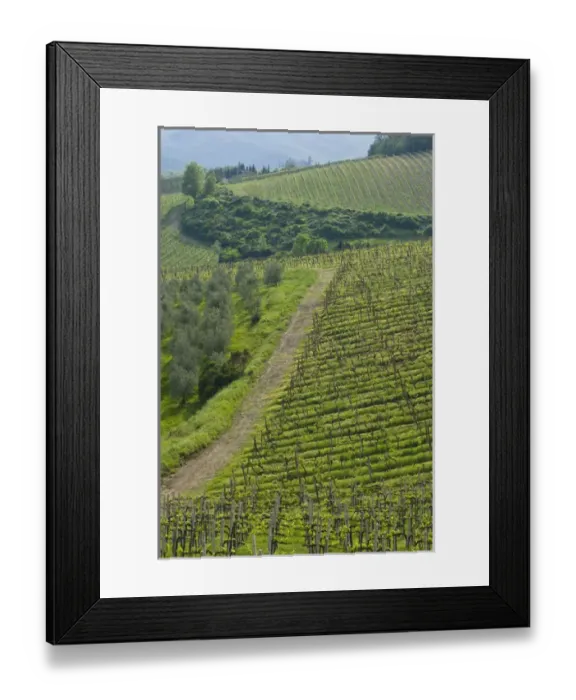 Framed Print : Italy, Tuscany. Steep hills of vineyards in the Chianti region Framed Print : Italy, Tuscany. Steep hills of vineyards in the Chianti region