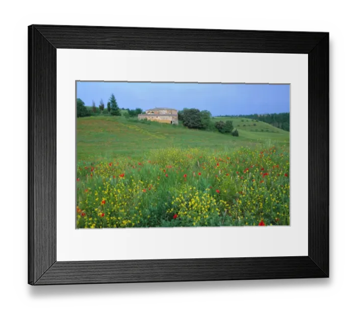 Framed Print : Europe, Italy, Tuscany. Abandoned villa in field of wildflowers Framed Print : Europe, Italy, Tuscany. Abandoned villa in field of wildflowers