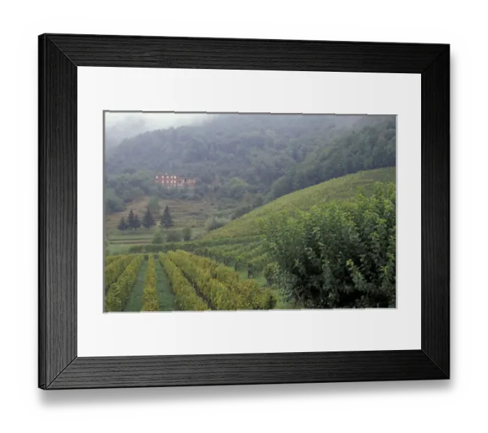 Framed Print : Italy, Tuscany, Lucca Vineyard and red farmhouse Framed Print : Italy, Tuscany, Lucca Vineyard and red farmhouse