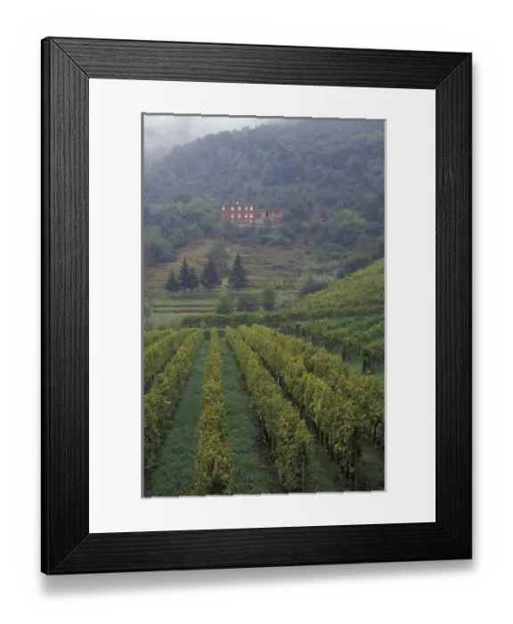Framed Print : Italy, Tuscany, Lucca Vineyard and old farmhouse PR Framed Print : Italy, Tuscany, Lucca Vineyard and old farmhouse PR