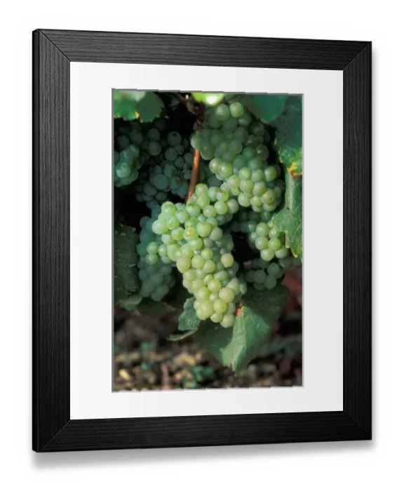Framed Print : EU, France, Chablis. Grapes on the vine Framed Print : EU, France, Chablis. Grapes on the vine