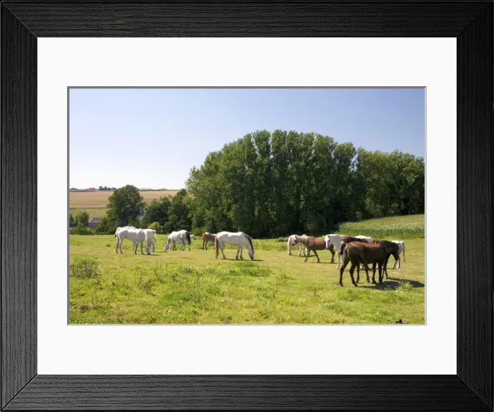 Framed Print : Horse graze in the french countryside near Vervins in the region of Picardie, France Framed Print : Horse graze in the french countryside near Vervins in the region of Picardie, France