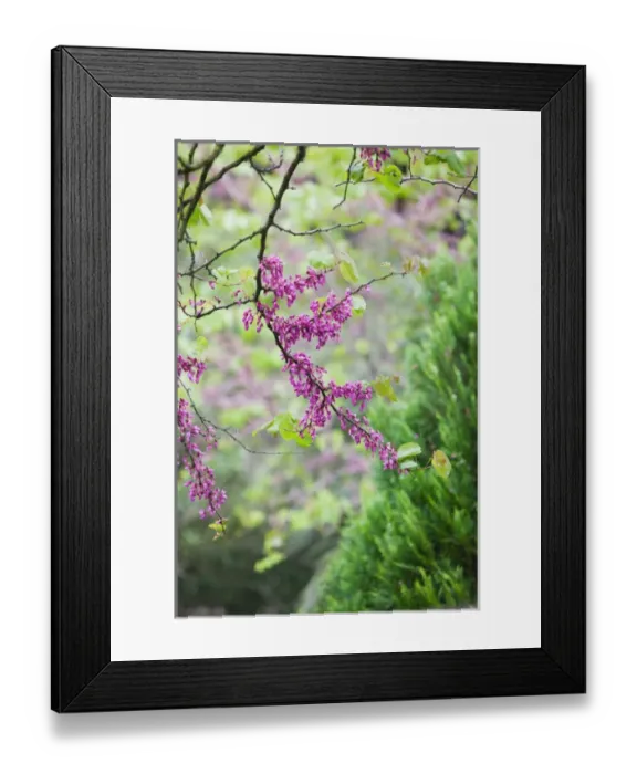 Framed Print : ITALY-Campania-(Bay of Naples)-CAPRI: Spring Blossoms  /  Via Tiberio