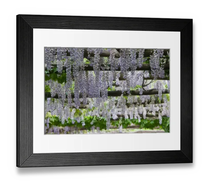 Framed Print : ITALY-Campania-(Bay of Naples)-CAPRI: Spring Blossoms