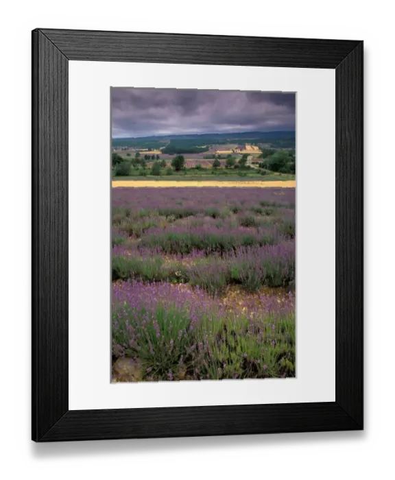 Framed Print : EU, France, Provence, Lavender fields