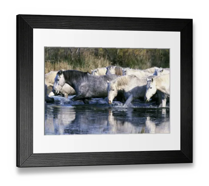 Framed Print : Europe, France, Ile del la Camargue. Camargue Horses (Eguus caballus)