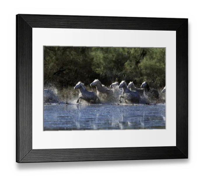 Framed Print : Europe, France, Ile del la Camargue. Camargue Horses (Eguus caballus)
