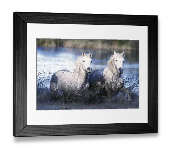 Framed Print : Europe, France, Ile del la Camargue. Camargue Horses (Eguus caballus)