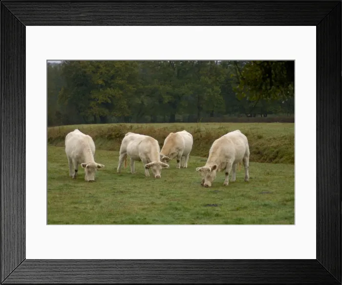 Framed Print : 03. France, Burgundy, Chapaize, Charolais cattle grazing in pasture