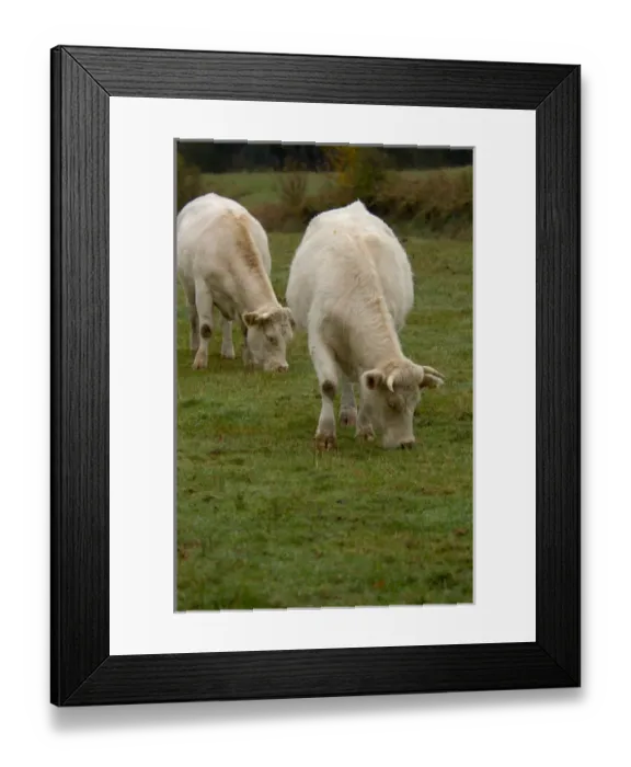 Framed Print : 03. France, Burgundy, Chapaize, Charolais cattle grazing in pasture