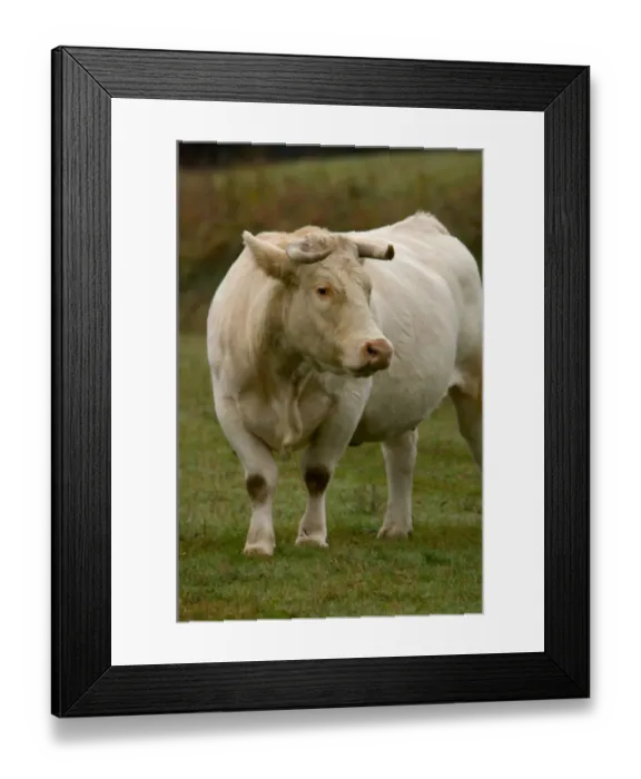 Framed Print : 03. France, Burgundy, Chapaize, Charolais cow in pasture Framed Print : 03. France, Burgundy, Chapaize, Charolais cow in pasture