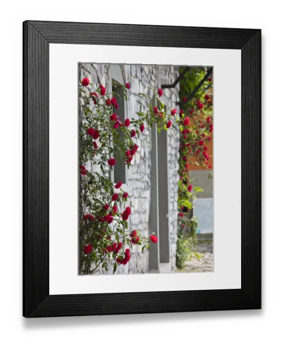 Framed Print : ITALY, Lecco Province, Varenna. Flowers Framed Print : ITALY, Lecco Province, Varenna. Flowers