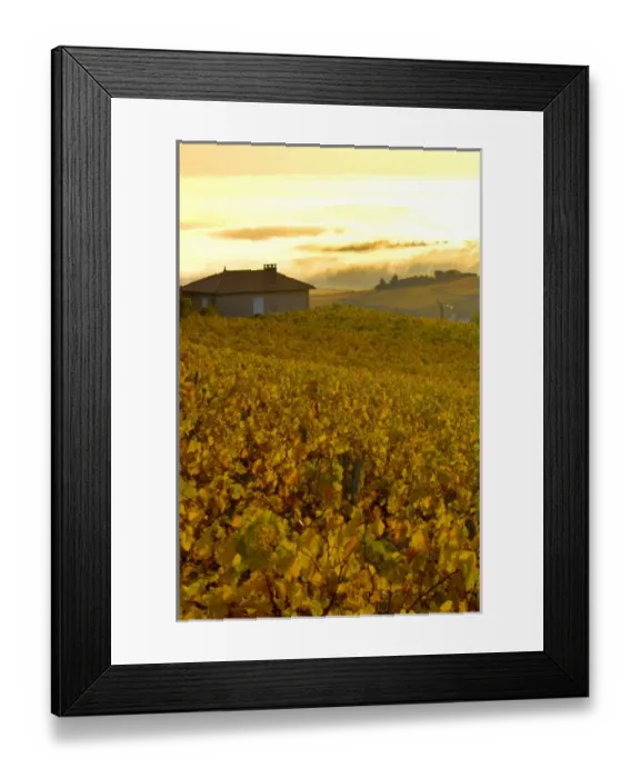 Framed Print : France, Maconnais Region, Autumn morning fog in Pouilly-Fuisse vineyards