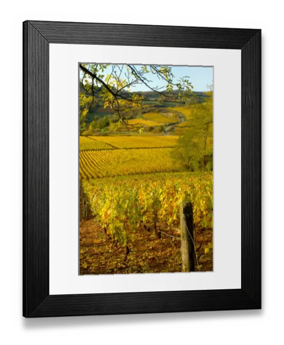 Framed Print : 03. France, Maconnais Region, Autumn morning in Pouilly-Fuisse vineyards
