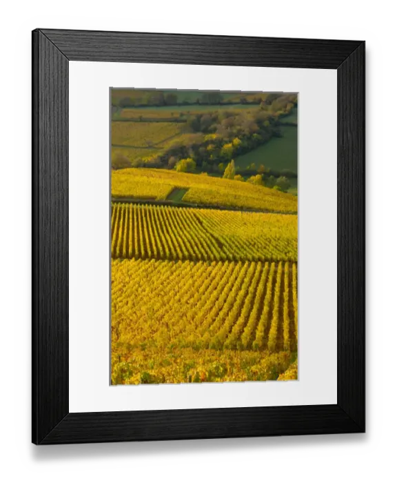 Framed Print : 03. France, Maconnais Region, Autumn morning in Pouilly-Fuisse vineyards Framed Print : 03. France, Maconnais Region, Autumn morning in Pouilly-Fuisse vineyards