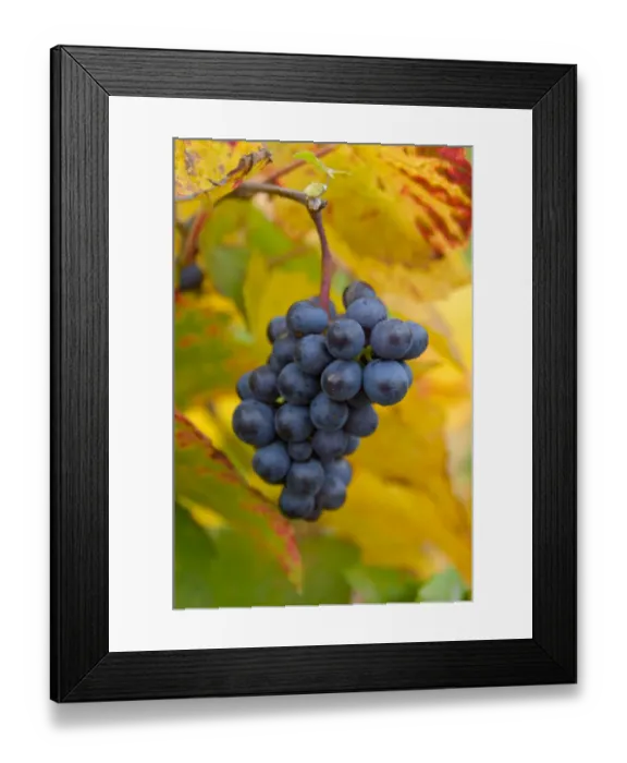 Framed Print : 03. France, Burgundy, Denice, Beaujolais red grapes on vine in Autumn Framed Print : 03. France, Burgundy, Denice, Beaujolais red grapes on vine in Autumn