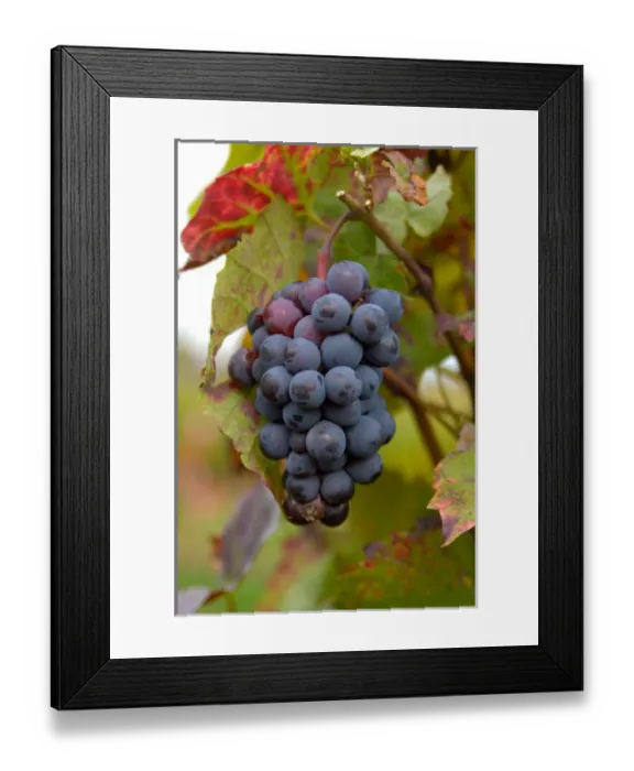 Framed Print : 03. France, Burgundy, Denice, Beaujolais red grapes on vine in Autumn Framed Print : 03. France, Burgundy, Denice, Beaujolais red grapes on vine in Autumn
