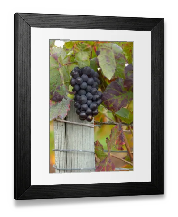 Framed Print : 03. France, Burgundy, Denice, Beaujolais red grapes on vine in Autumn Framed Print : 03. France, Burgundy, Denice, Beaujolais red grapes on vine in Autumn