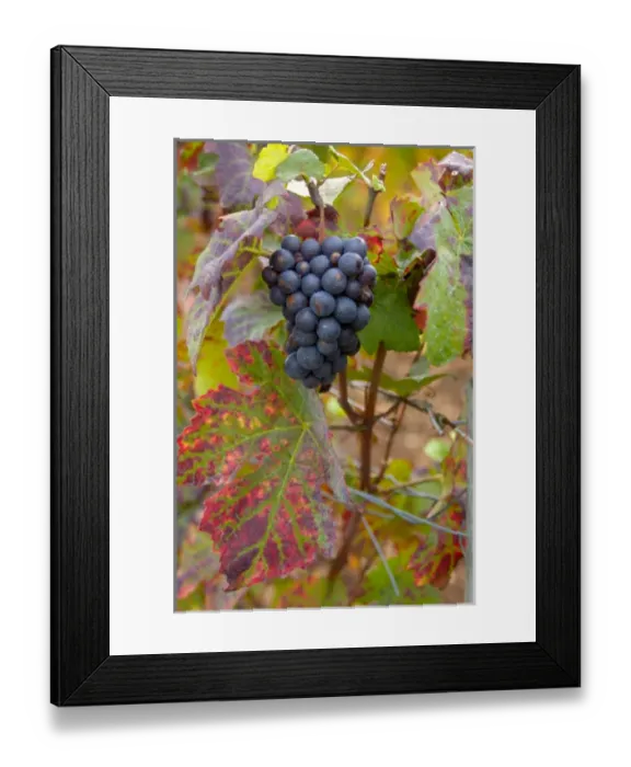 Framed Print : 03. France, Burgundy, Denice, Beaujolais red grapes on vine in Autumn Framed Print : 03. France, Burgundy, Denice, Beaujolais red grapes on vine in Autumn