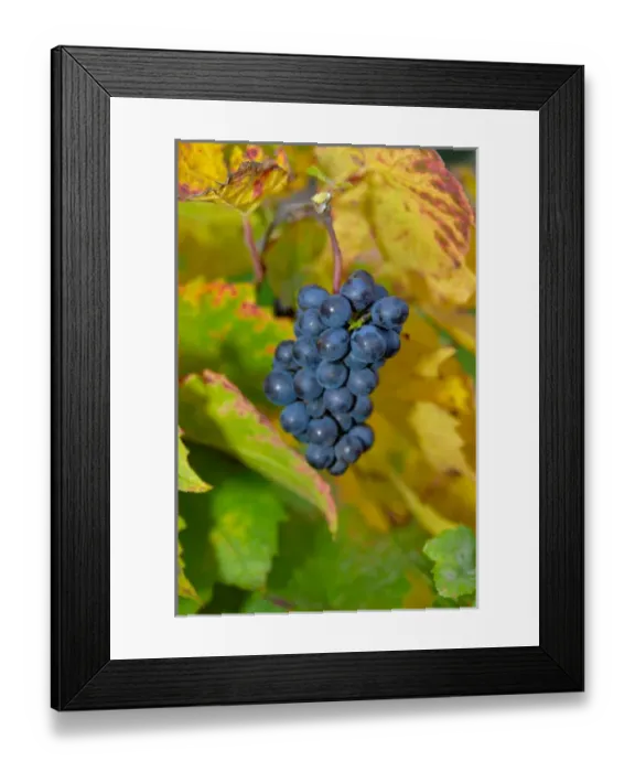 Framed Print : 03. France, Burgundy, Denice, Beaujolais red grapes on vine in Autumn Framed Print : 03. France, Burgundy, Denice, Beaujolais red grapes on vine in Autumn