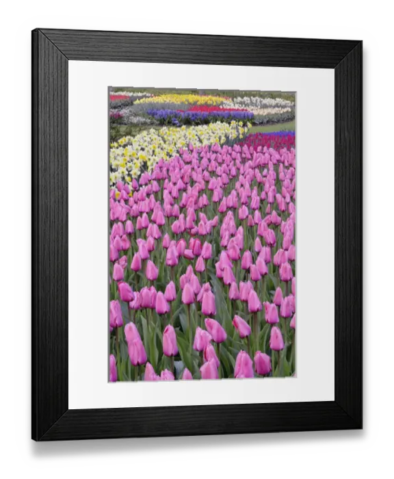 Framed Print : Tulips and daffodils, Keukenhof Gardens, Lisse, Netherlands Framed Print : Tulips and daffodils, Keukenhof Gardens, Lisse, Netherlands
