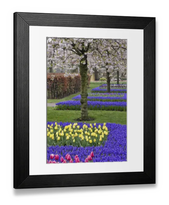 Framed Print : Pattern of tulips and Grape Hyacinth flowers, Keukenhof Gardens, Lisse, Netherlands Framed Print : Pattern of tulips and Grape Hyacinth flowers, Keukenhof Gardens, Lisse, Netherlands