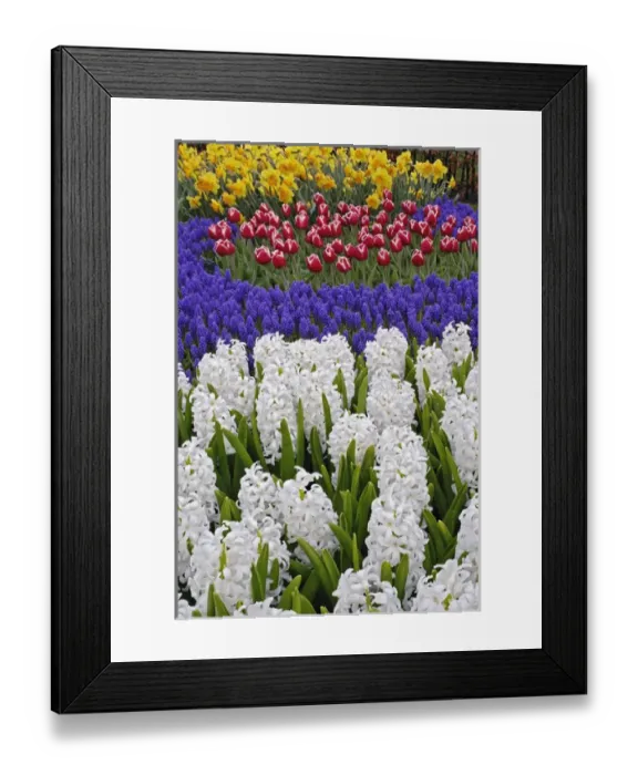 Framed Print : Hyacinth spp. tulips, and daffodils, Keukenhof Gardens, Lisse, Netherlands