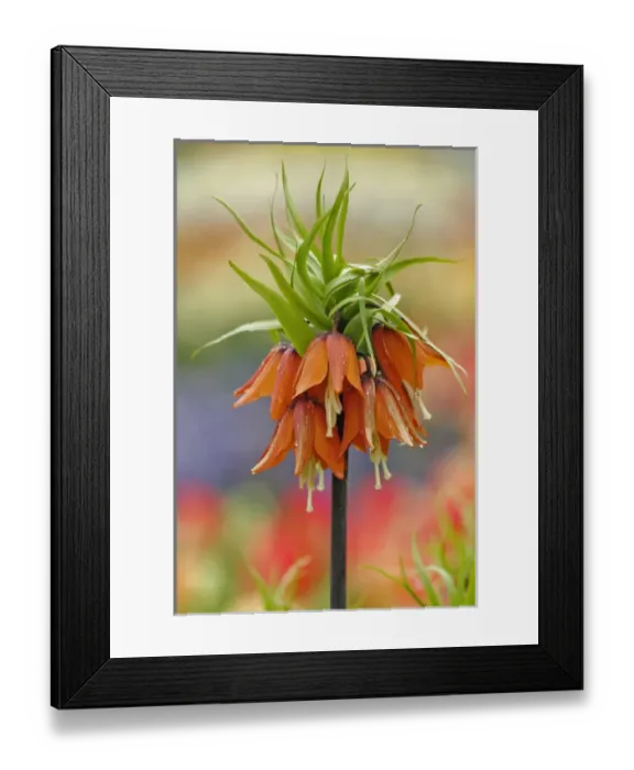 Framed Print : Close-up of flower, Keukenhof Gardens, Lisse, Netherlands Framed Print : Close-up of flower, Keukenhof Gardens, Lisse, Netherlands