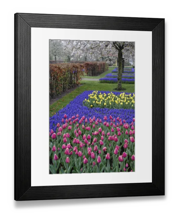 Framed Print : Pattern of tulips and Grape Hyacinth flowers, Keukenhof Gardens, Lisse, Netherlands Framed Print : Pattern of tulips and Grape Hyacinth flowers, Keukenhof Gardens, Lisse, Netherlands