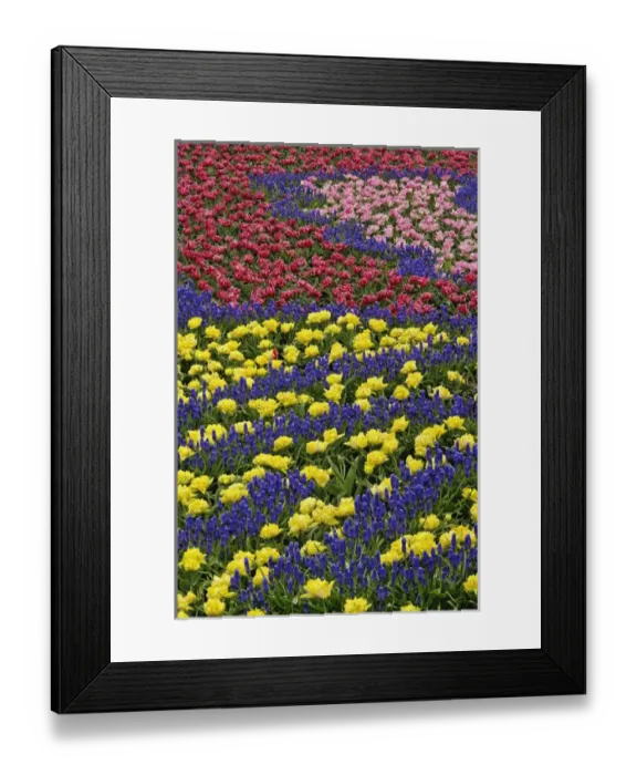 Framed Print : Pattern of tulips and Grape Hyacinth flowers, Keukenhof Gardens, Lisse, Netherlands