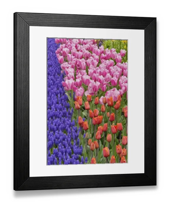 Framed Print : Tulips and Grape Hyacinth flowers, Keukenhof Gardens, Lisse, Netherlands Framed Print : Tulips and Grape Hyacinth flowers, Keukenhof Gardens, Lisse, Netherlands