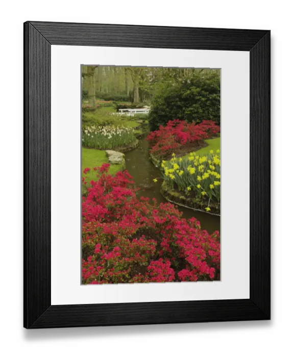 Framed Print : Azalea and daffodil garden, Keukenhof Gardens; Lisse; Netherlands, Holland