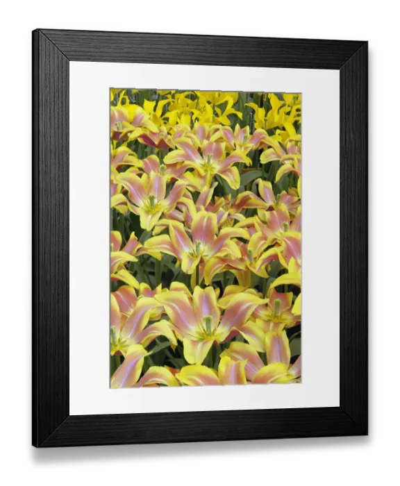 Framed Print : Pattern of tulip flowers, Keukenhof Gardens; Lisse; Netherlands, Holland