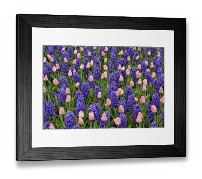 Framed Print : Tulips and hyacinth flowers, Keukenhof Gardens, Lisse, Netherlands Framed Print : Tulips and hyacinth flowers, Keukenhof Gardens, Lisse, Netherlands