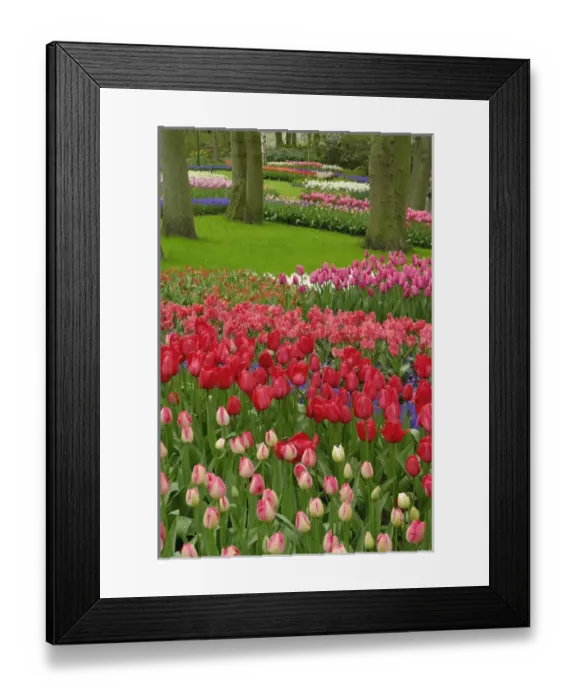Framed Print : Tulip garden, Keukenhof Gardens, Lisse, Netherlands, Holland Framed Print : Tulip garden, Keukenhof Gardens, Lisse, Netherlands, Holland