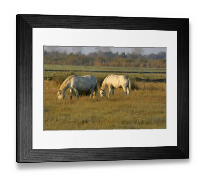 Framed Print : 03. France, Provence, Camargue, two white wild horses Framed Print : 03. France, Provence, Camargue, two white wild horses