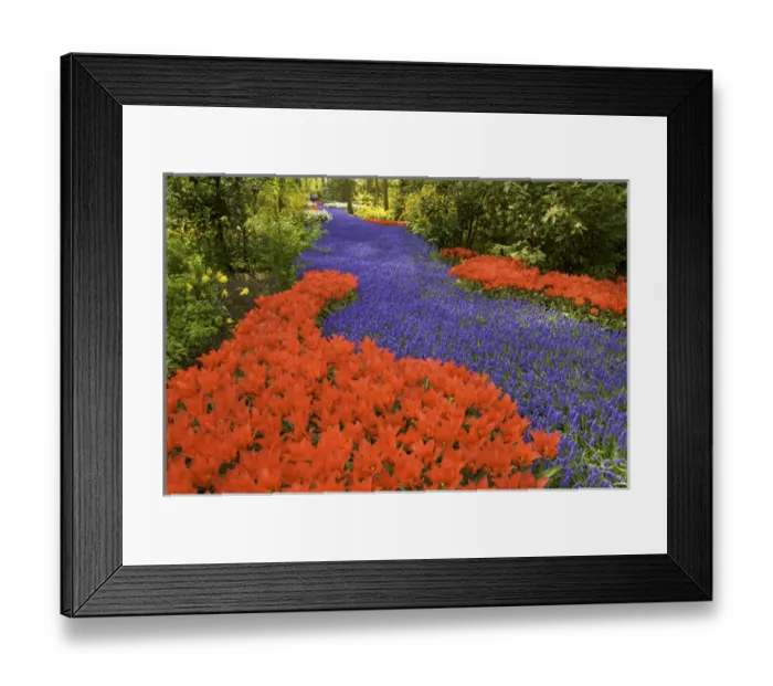 Framed Print : Europe, Netherlands, Holland, Lisse, Keukenhof Gardens in spring, a carpet of purple Framed Print : Europe, Netherlands, Holland, Lisse, Keukenhof Gardens in spring, a carpet of purple