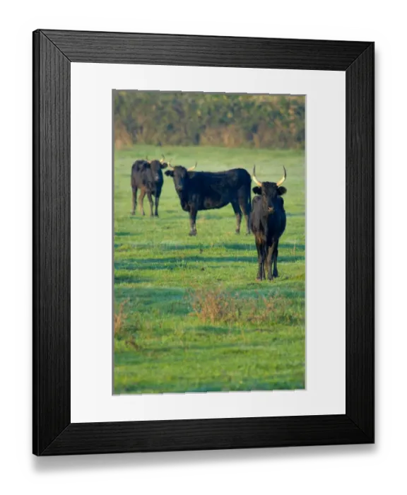 Framed Print : 03. France, Provence, Camargue, three black bulls