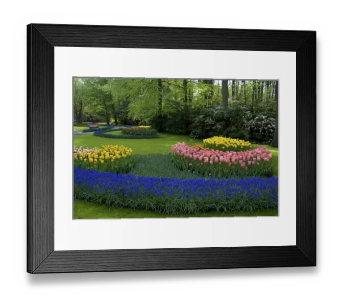 Framed Print : Europe, Netherlands, Holland, Lisse, Keukenhof Gardens in spring